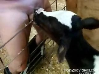 Man leaves goat to suck his cock in slutty zoophilia video