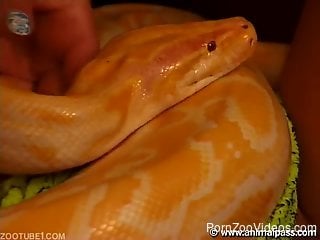 Rough sex with snake in pussy dring home zoophilia