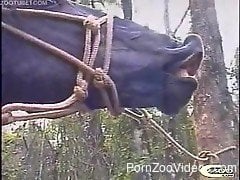 Outdoor horse porn with two sluts in need for brutal sex