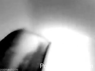 Late night hidden cam action with a slutty girl and her dog