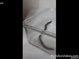 Snake zoohpilia fetish amateur video with a man