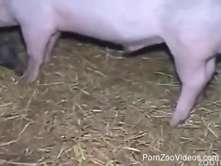 Animal porn video with woman enduring the pig's dick