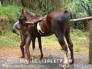 Ebony bitch stands nude and delights with the horse cock
