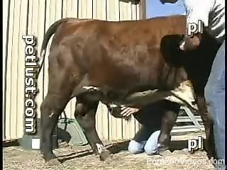 Good and nasty farm bestiality action with a hot cow at the barn