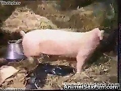 Pig fuck girls