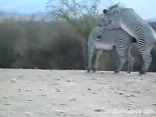 Interesting clip in which two Zebras make love outdoors