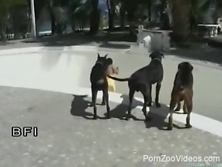 Latina chick is sexually attacked by several dogs in skate park