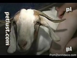 Pervert dragged goat inside house to fuck her tight hole