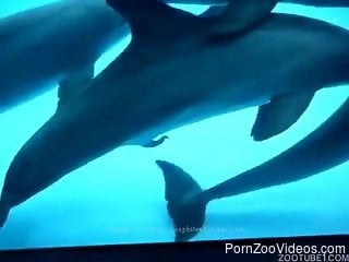 Horny dolphin slides his erect tool into hole of female