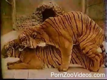 Tiger Sex Porn - Two angry tigers are enjoying dirty zoofilic sex