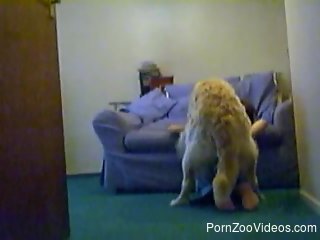 Very big trained doggy is trying to fuck a sexy zoophile