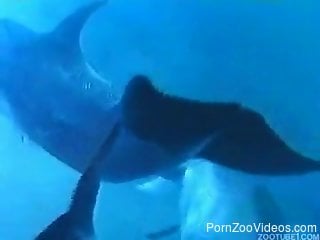 Stunning oceanic beastiality sex of two hot dolphins