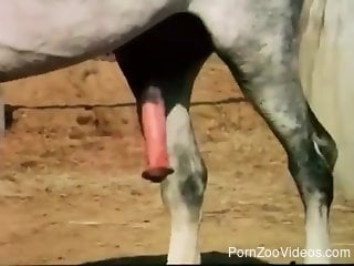Nice to look at how two big horse fuck in doggy style pose