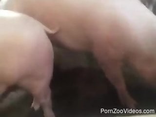 Sexy pigs and hot zoophile in filthy as hell bestiality 3some