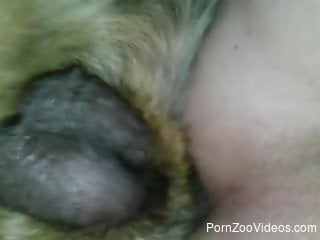 Passionate anal sex with a doggy and my nasty zoophile wife
