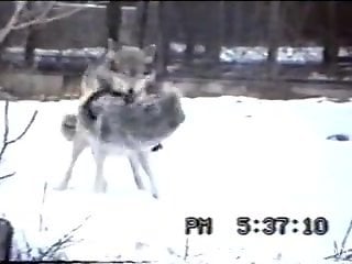 Two wild wolves have amazing doggy style sex on the snow