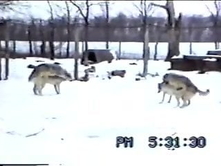 Sexy wild dogs have passionate sex action on the snow