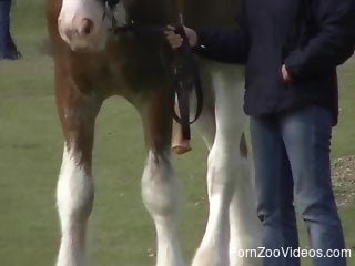 Horny horse flaunts its massive cock in public