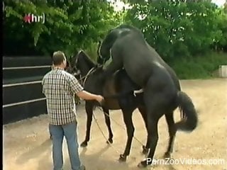People watching two horses fuck each other HARD