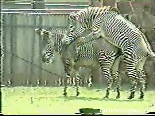 Two sexy zebras enjoying hardcore outdoors fucking