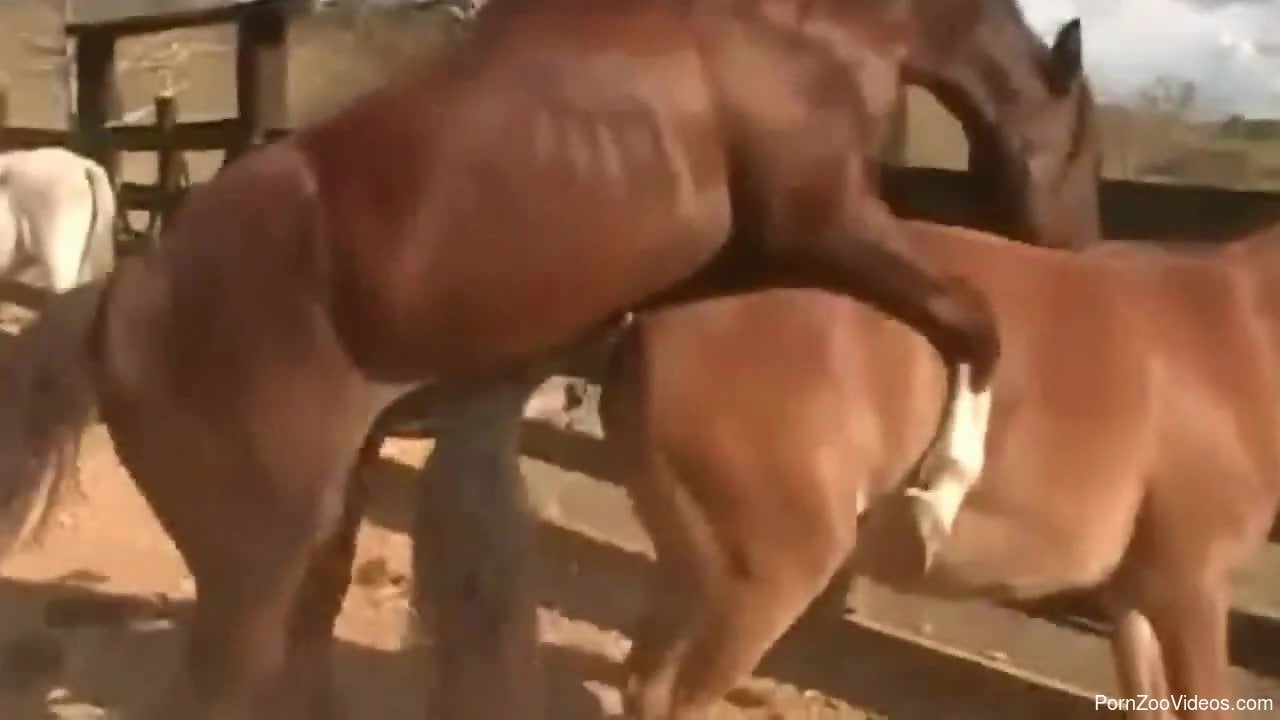 Horse fucking makes young amateur porn lover to drool