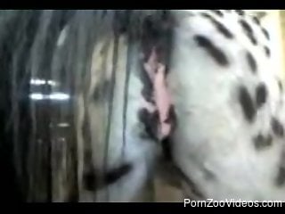 Closeup with a wet horse vagina, perfect for zoo porn