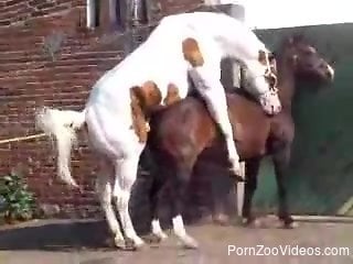 Outdoor horse porn with two stallions fucking