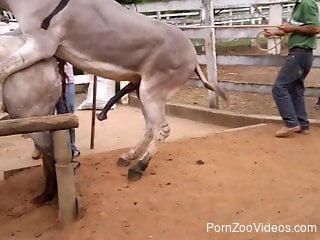 Donkey fucks horse and horny zoo lover tapes it