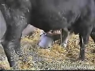 Horny farmer strokes his favorite animal's big dick