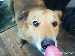 Dude's dog licks his cock and takes a huge cumshot