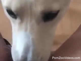 White dog starring in a hot POV oral sex video