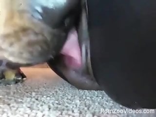 Black zoophile in a catsuit gets fucked by a dog