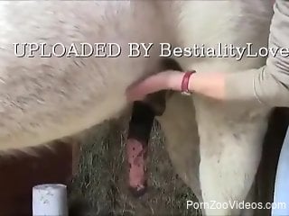 Zoophile slowly stroking a stallion's huge penis