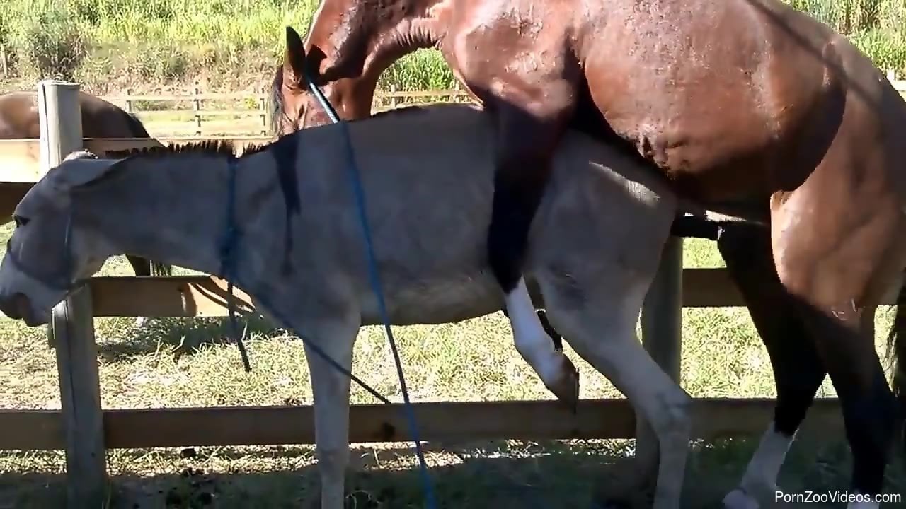 Man Fucks Mini Mare - Big-dicked stallion fucking a mare's pussy from behind