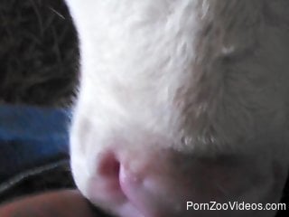 Sexy cow sucking on a guy's hard cock in a POV vid