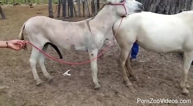 Two horses fucking each other like crazy on camera