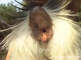 Blond-haired babe is obsessed with that goat pussy