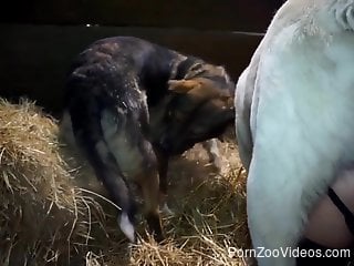 Harsh zoo sex for the masked woman with her dog