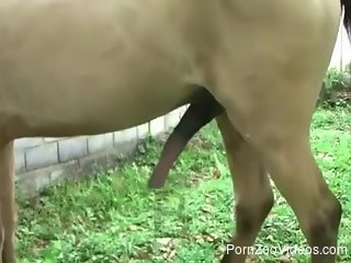 Amateur women are having a wild time with the horse