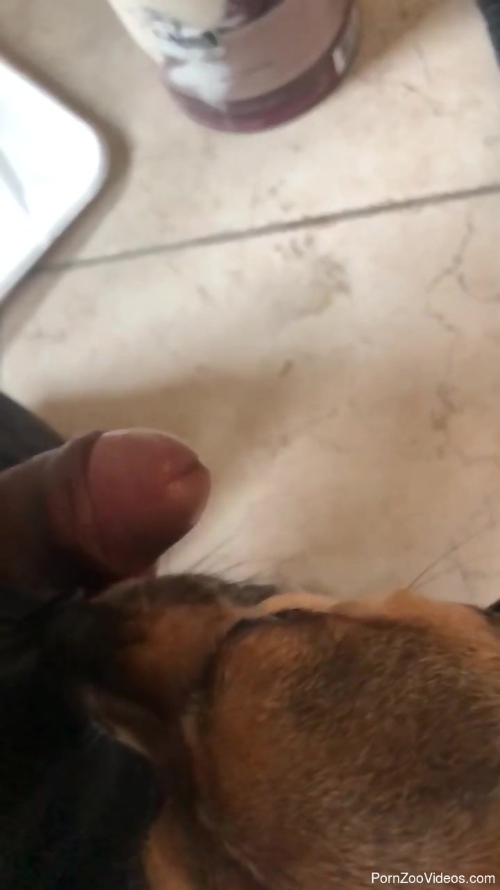 720px x 1280px - Dog licks man's penis and suits him with intense oral