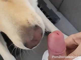 Dog pleases master by licking his erect cock