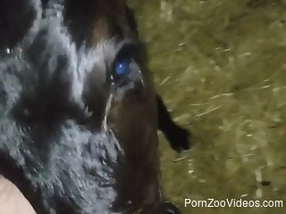 Baby veal licks the man's dick during his masturbation solo