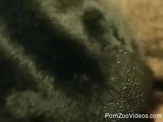 Close-up porno video featuring impressive bestiality