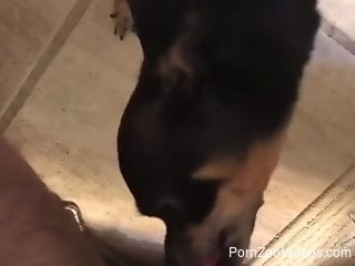 Man's dick enjoys the hot zoo XXX from the dog