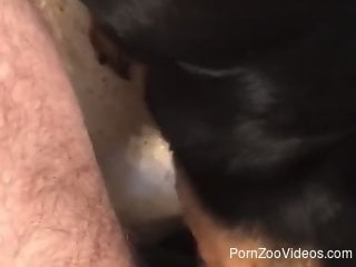 Horny mutt licks and sucks man's dick in POV