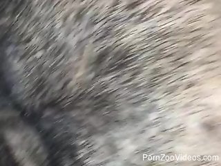 Furry animal getting banged brutally by a zoophile