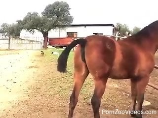 Unfucked mare pussy smells incredible it seems like