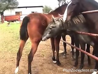 Unfucked mare pussy smells incredible it seems like