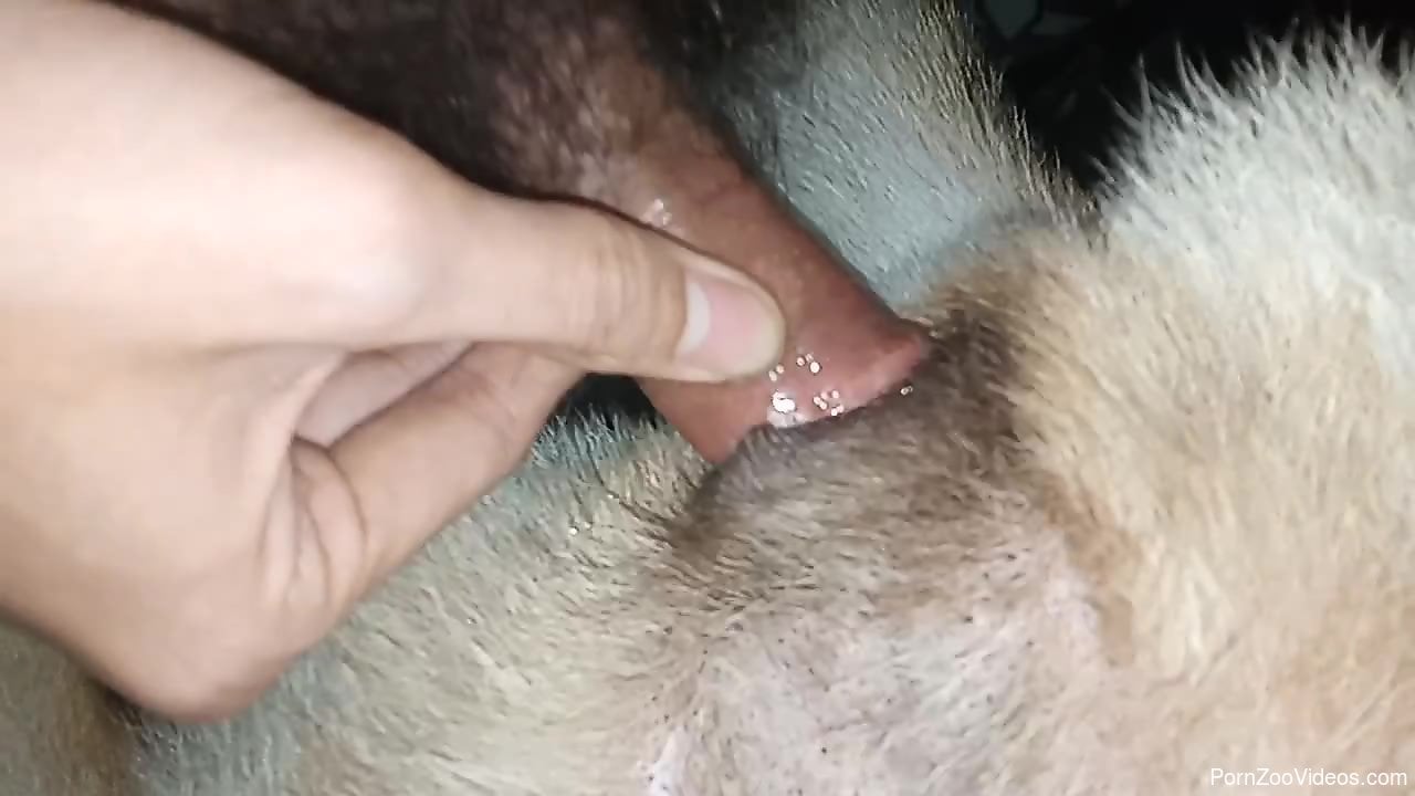Straight Furry Dog Porn - Horny man fucks his furry dog in excellent closeup XXX
