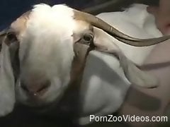Sexual delight for a man when fucking the goat